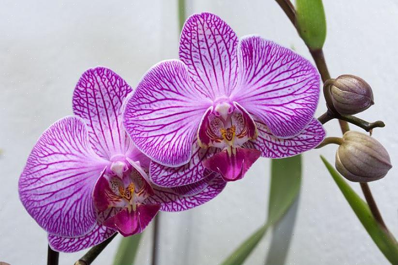 Des températures trop basses peuvent également faire jaunir les feuilles d'orchidées