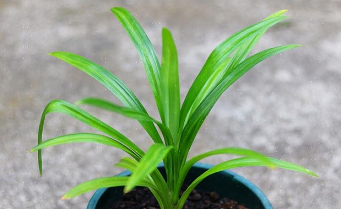 Pandanus peut être tolérant à la sécheresse