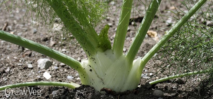 La façon la plus simple de récolter les graines de fenouil est de secouer les têtes de graines