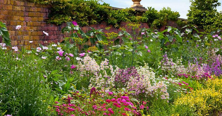 Les fleurs tubulaires de Penstemon digitalis attirent les papillons