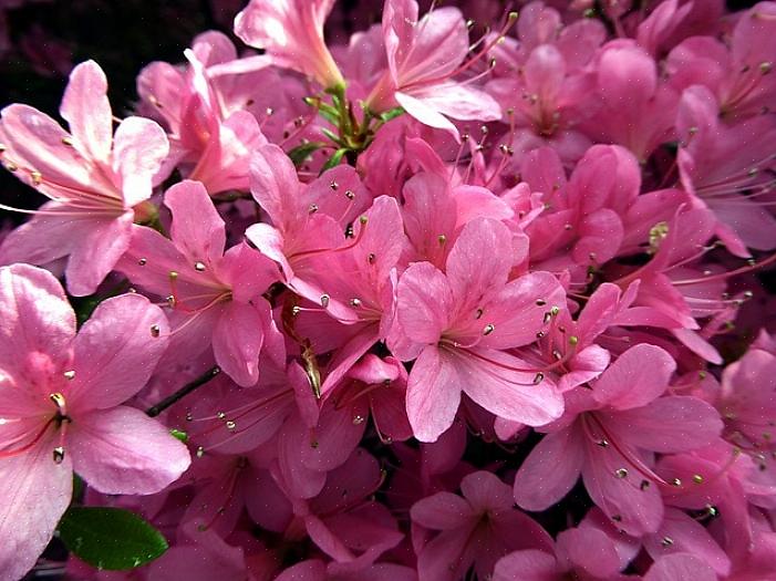 Ces huit fleurs vivaces reviendront de manière fiable chaque année