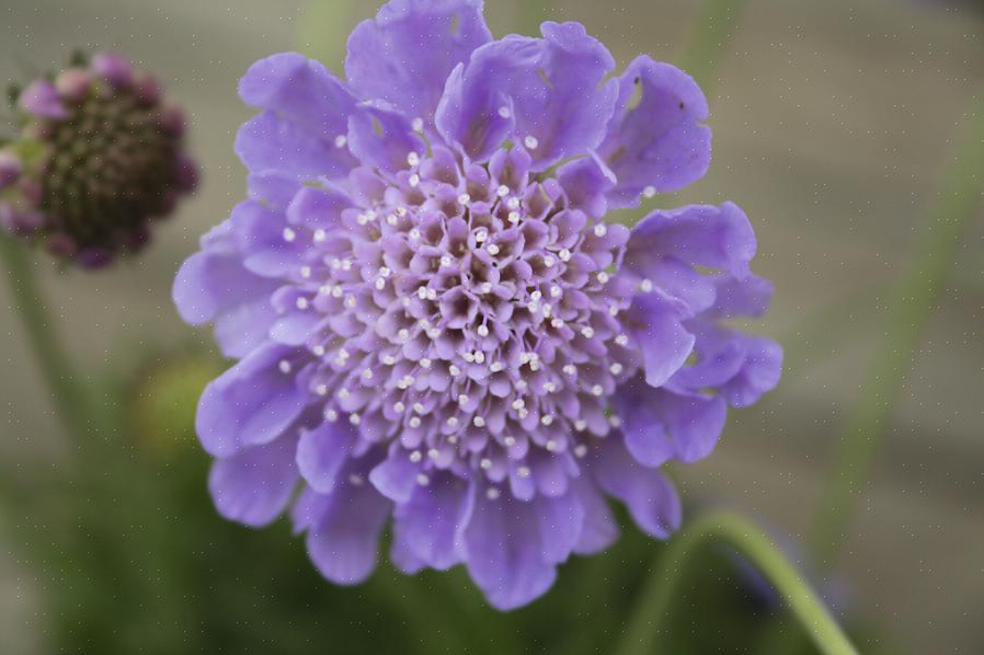 Les fleurs de Scabiosa ont gagné le surnom de fleur en coussin pour les étamines proéminentes qui émergent