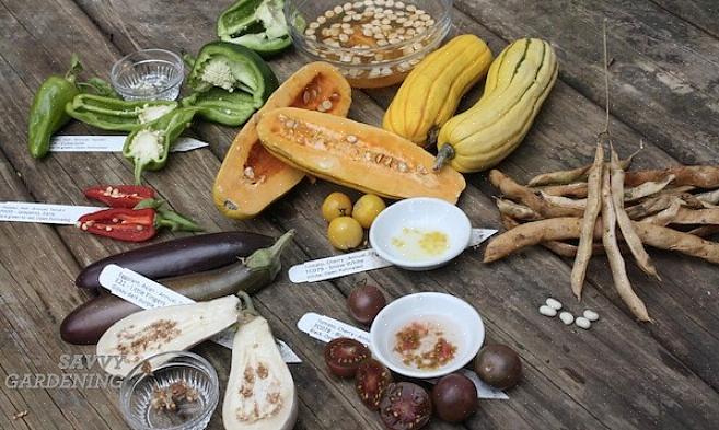 Cultiver des plantes à partir de graines conservées dans votre propre jardin donnera