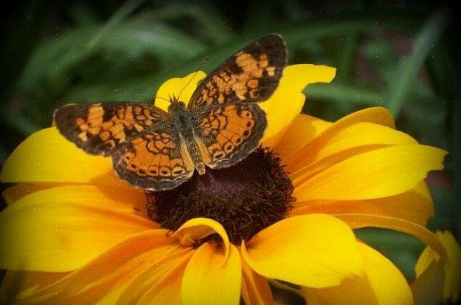 Les colibris dans votre jardin est aussi simple que de planter les fleurs qu'ils aiment