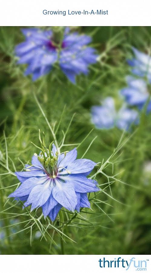 Les fleurs se conservent bien une fois coupées