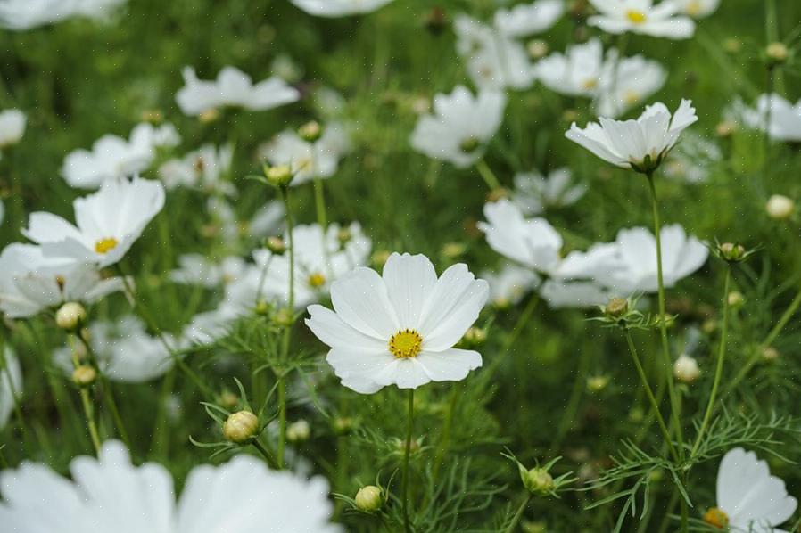 Mais vous pouvez les ranger autour de plantes vivaces émergentes