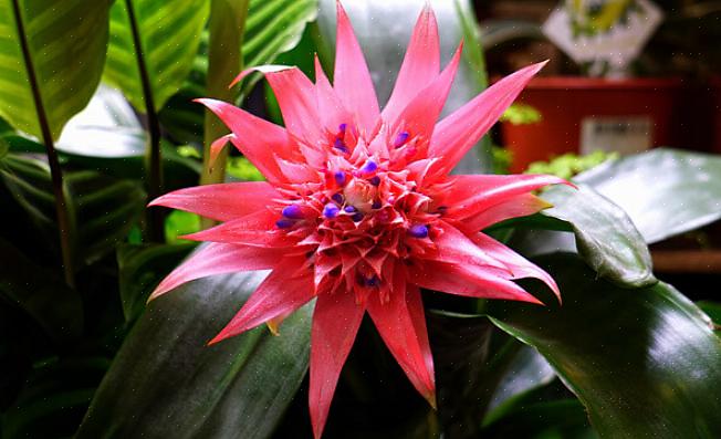 Vert clair avec une spectaculaire bractée fleur bleue