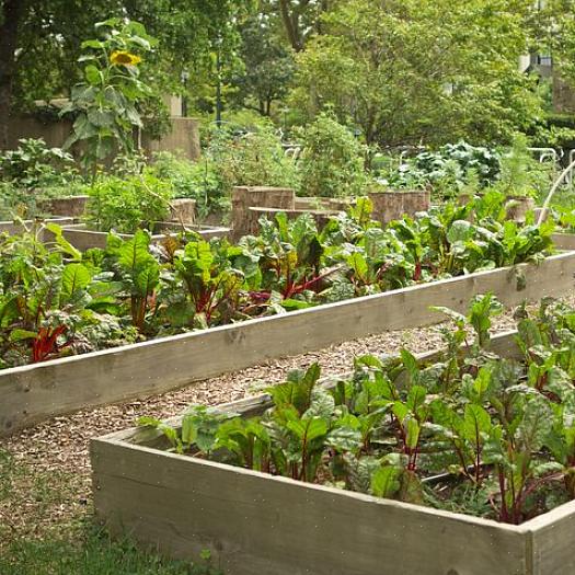 Certains jardiniers pourraient choisir des légumes adaptés aux contenants pour cette période de plantation