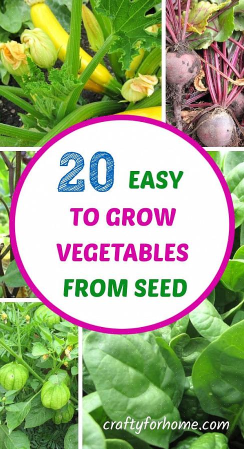 Cultivez des haricots en semant directement dans le jardin
