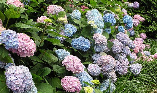 Les hortensias bénéficient de 2,50 cm d'eau par semaine en été (sauf s'il pleut)