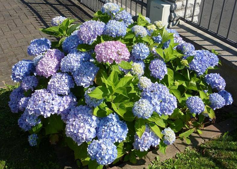 Les hortensias les plus couramment cultivés étaient les hortensias à grandes feuilles