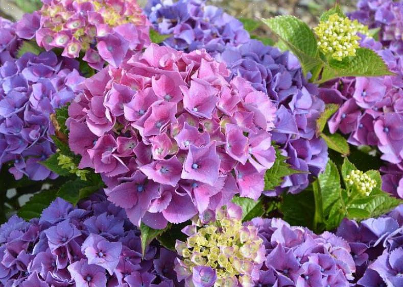 Les hortensias Lacecap fleurissent sur du vieux bois