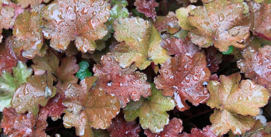 Heuchera fait bien dans les plates-bandes surélevées