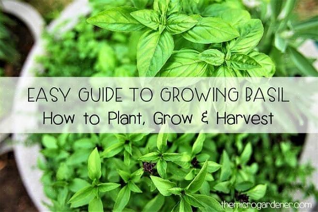 Le basilic est l'une des herbes les plus faciles à cultiver à l'intérieur