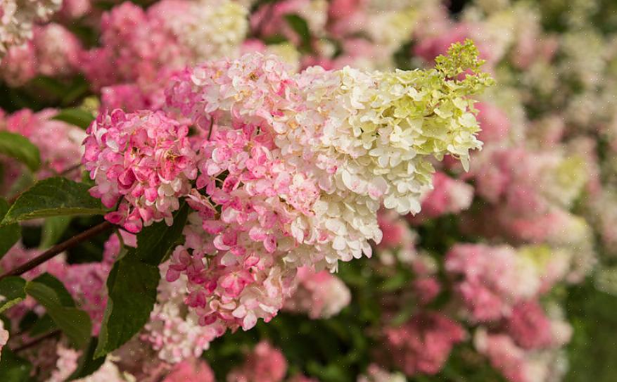 Complétez le drame de 'Lady in Red' avec les fleurs douces