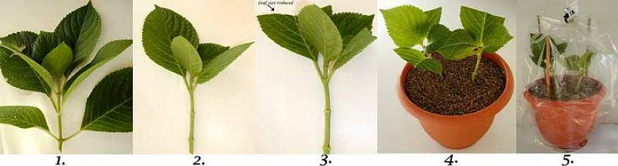 Vous pouvez transplanter votre nouvelle plante d'hortensia de son pot dans le sol