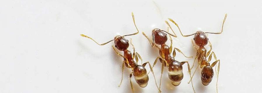 La lutte contre les fourmis peut donc être considérée comme une mesure à prendre contre les insectes