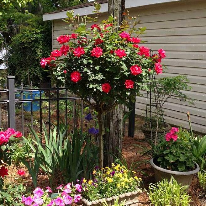 Les règles générales pour la taille des roses Knock Out incluent