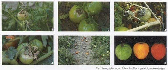 Les premiers symptômes de la moisissure grise apparaissent sur les tiges de tomates