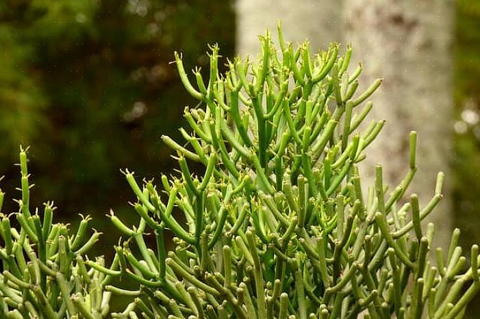 Le cactus crayon communément appelé (Euphorbia tirucalli) fait partie de la famille des Euphorbia