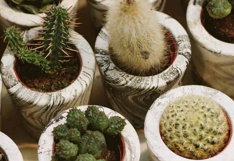 Si vous pouvez cultiver avec succès des cactus