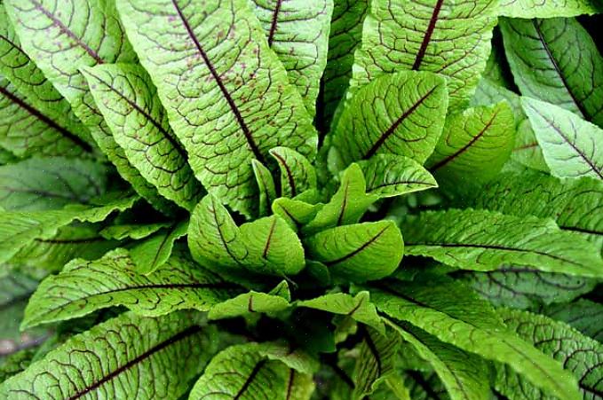 Les plantes d'oseille ont des feuilles lisses en forme de flèche qui poussent à partir d'une rosette