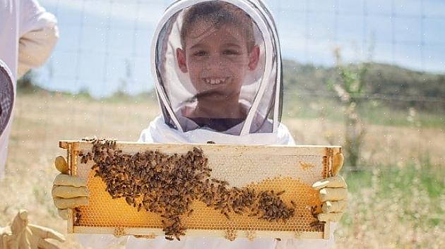 De l'installation des abeilles au printemps à la récolte du miel