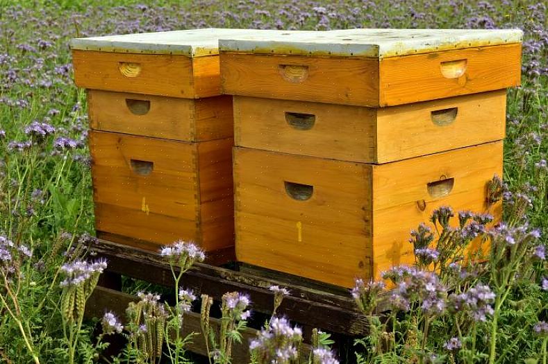 Ce style est appelé "dix cadres" car l'intérieur de chaque ruche contient dix cadres pour contenir le miel