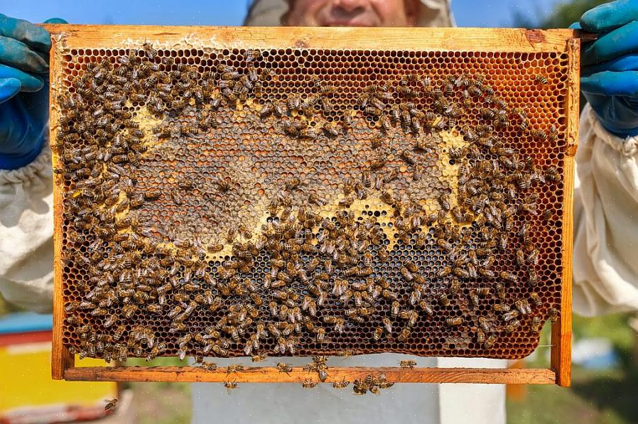 En prenant soin de ne pas écraser les abeilles