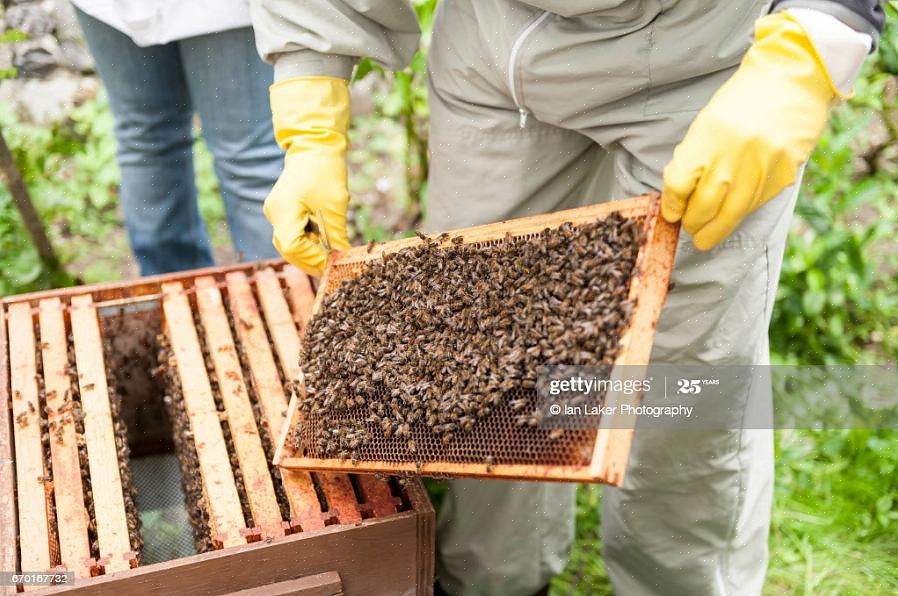 Utilisez votre outil de ruche pour le gratter