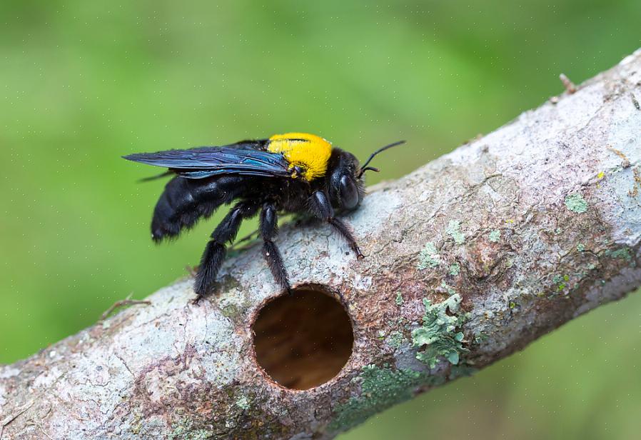 Les abeilles charpentières nichent dans le bois tendre mort des arbres
