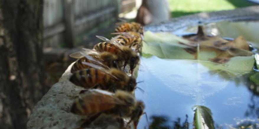 Vous n'auriez pas besoin de nourrir vos abeilles