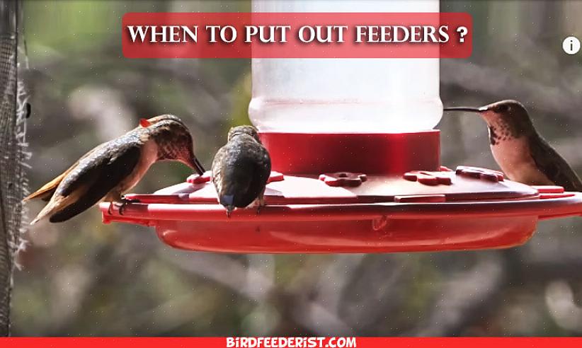 Il est préférable de commencer à nourrir les colibris plus tôt