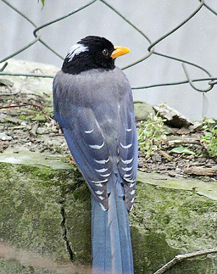 Pie bavarde - Le corvidé à queue folle Habitat