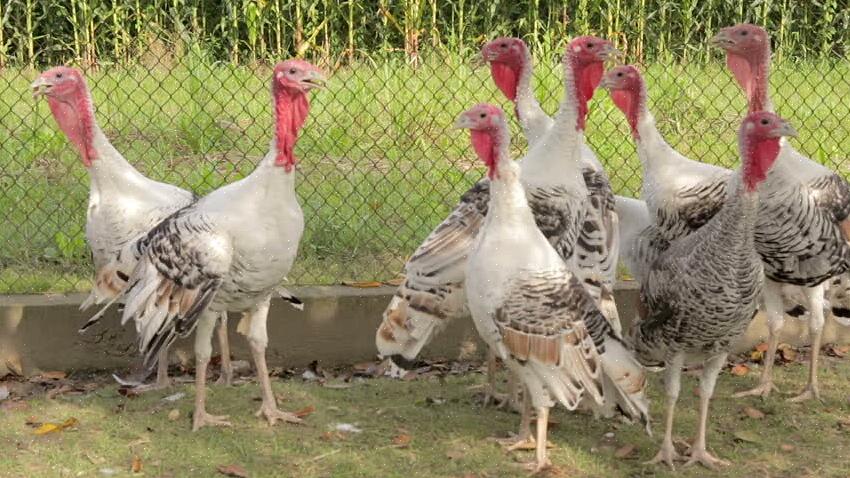 Une autre option est les mangeoires pour poussins en plastique rouge qui ont des ouvertures de forme ovale