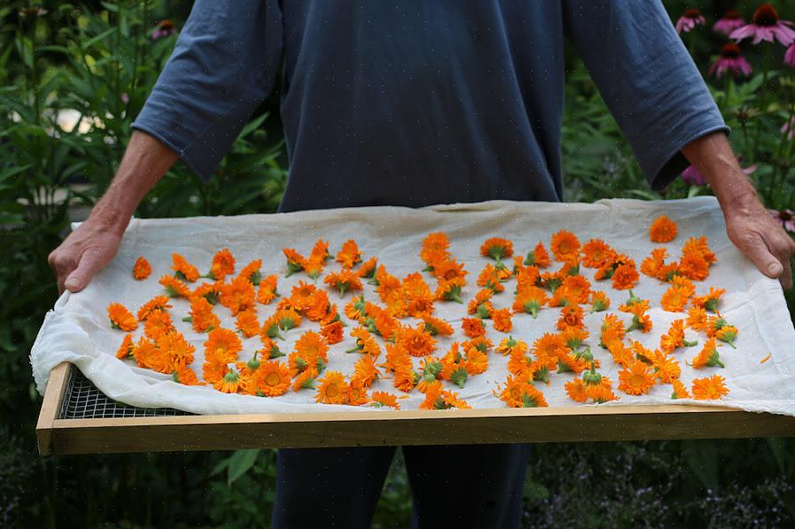 Le meilleur moment pour récolter les fleurs de calendula est le matin après le séchage de la rosée