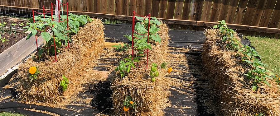 Planter vos plants dans des balles de paille