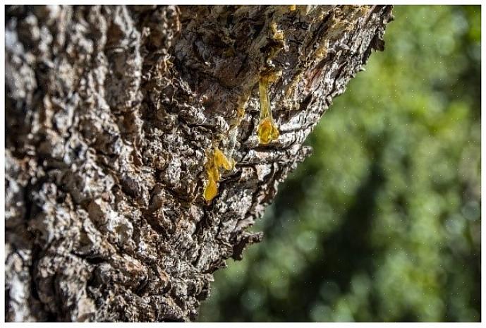 Il y a des arbres que vous devriez attendre pour tailler plus tard au printemps car ils ont tendance