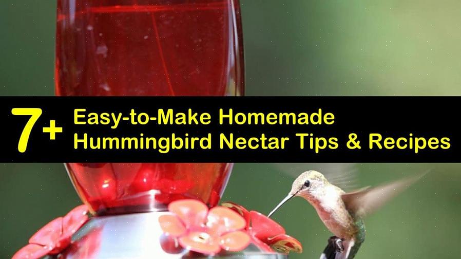Le nectar de colibri est une simple solution d'eau sucrée