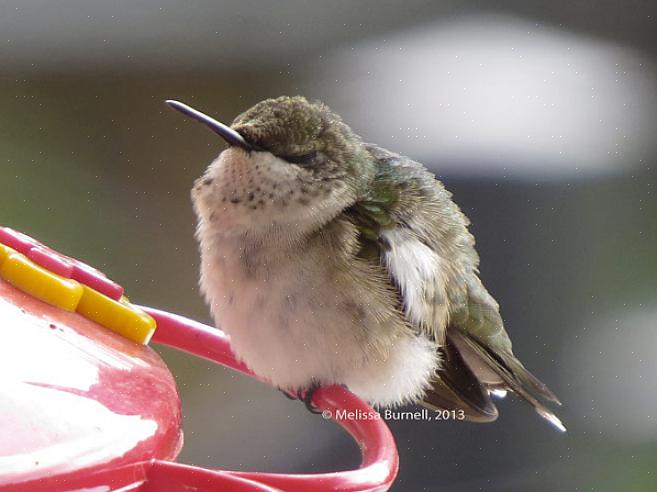 De mélasse ou de substituts de sucre artificiels pour toute recette de nectar de colibri