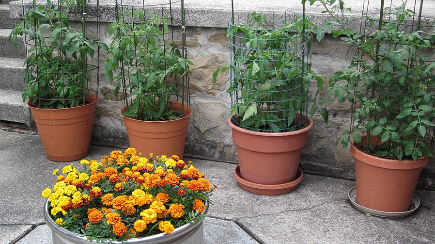 Il est étonnamment facile de cultiver des tomatilles dans des conteneurs si vous avez du soleil