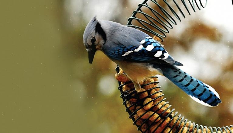 Essayez ces conseils pour faire appel à un plus large éventail d'espèces d'oiseaux mangeurs de noix