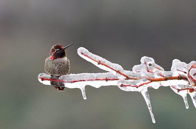 Les colibris d'hiver n'ont rien de nouveau