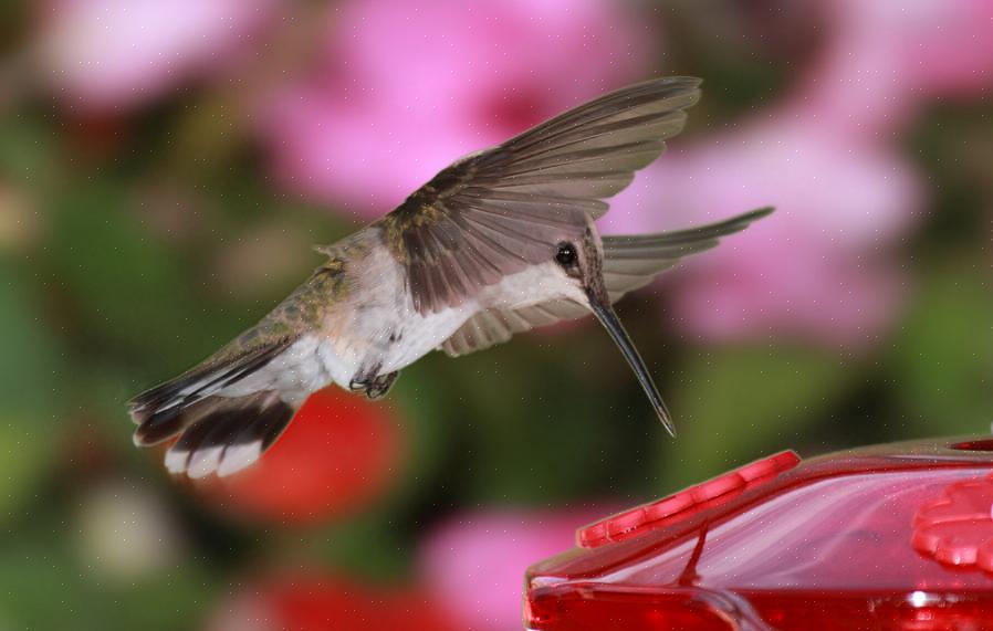 Espèces de colibris d'hiver