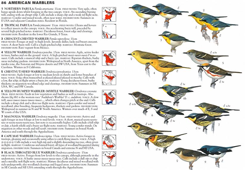 Apprendre à observer l'oiseau à l'oreille peut aider les ornithologues amateurs à distinguer différentes