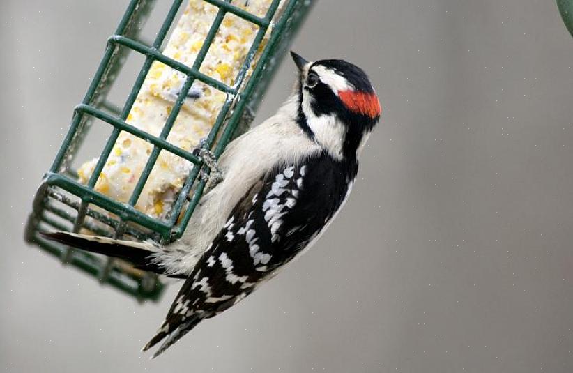 La queue de l'oiseau est tenue raide en vol