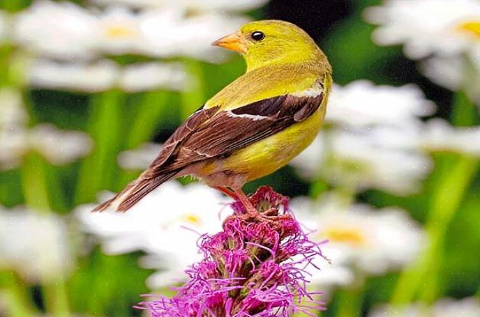 Gardez votre arrière-cour colorée en plantant des fleurs aux couleurs qui attirent les oiseaux