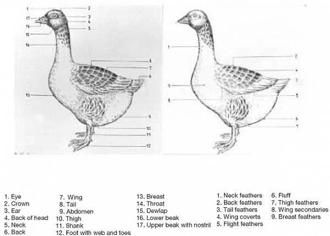 Les croupes de canard sont souvent masquées par les ailes repliées