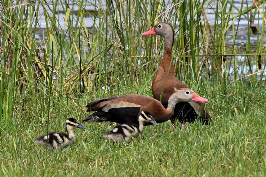 Canard siffleur à ventre noir