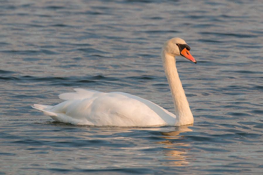 Les cygnes muets d'Europe peuvent migrer vers le Moyen-Orient en hiver